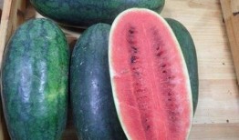 17吃瓜免费吃瓜,畅享夏日瓜果盛宴